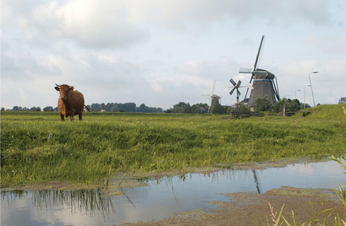 Maasland